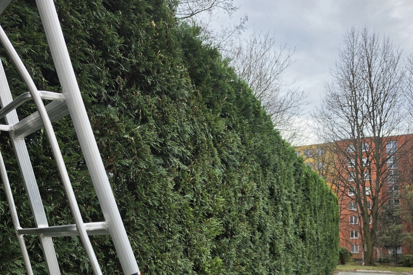 Řez živých plotů